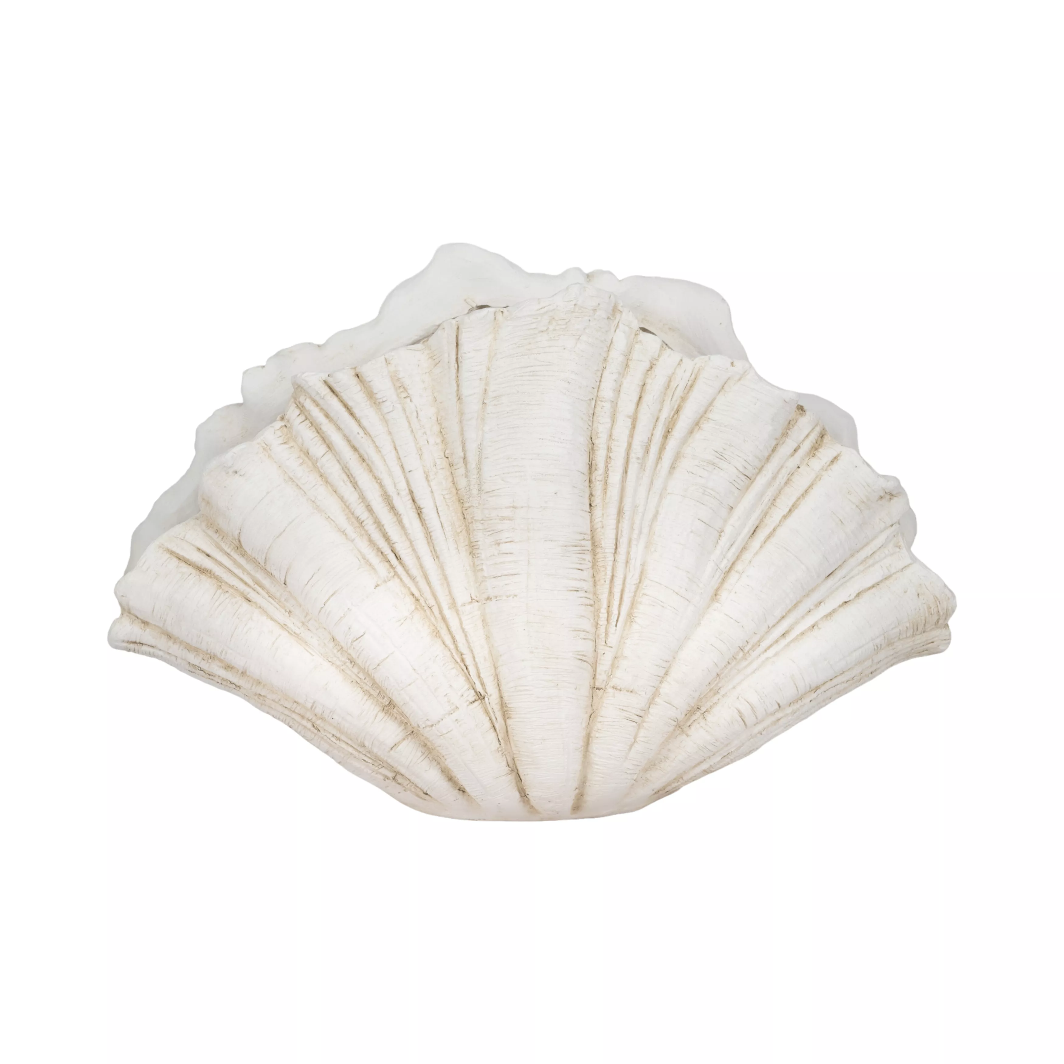 22" Scallop Shell Decor, White