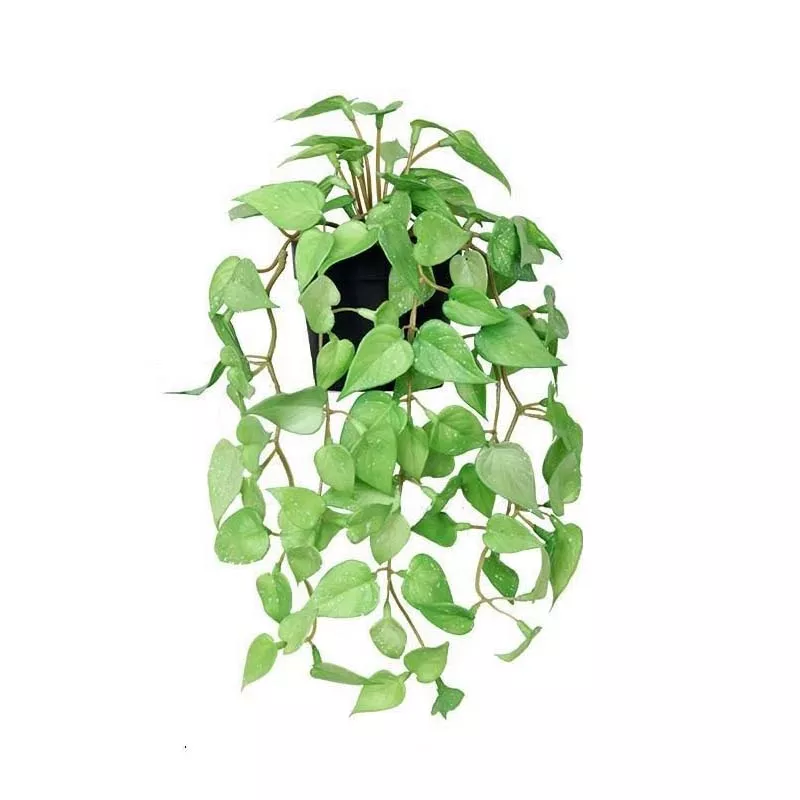 Faux Hanging Hoya Plant