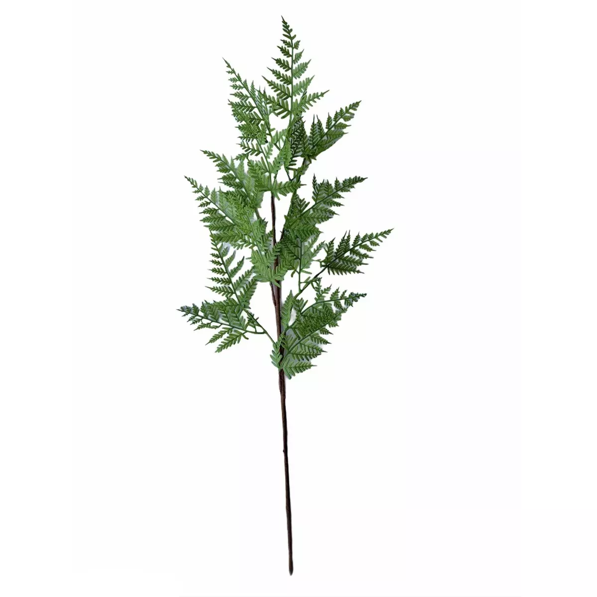 Fern Spary