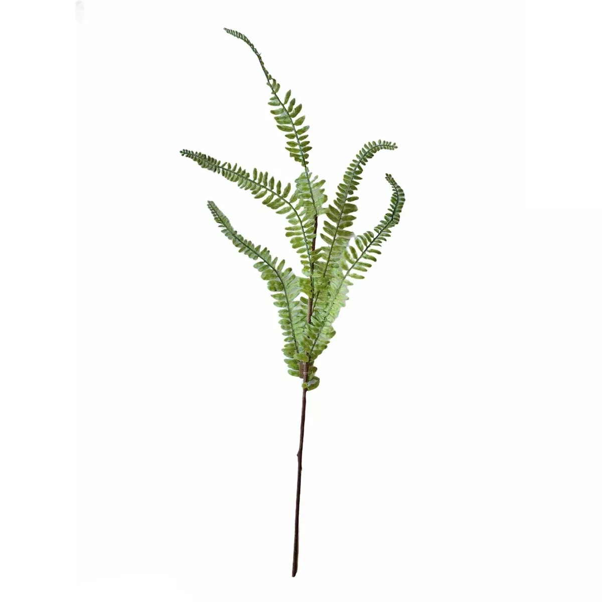 Fern Spray