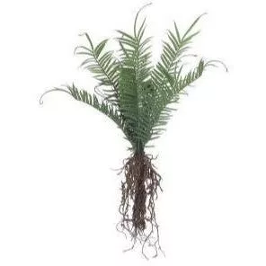 Fern With Exposed Roots