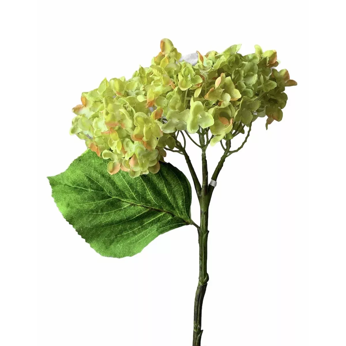Green Queen Hydrangea Stem