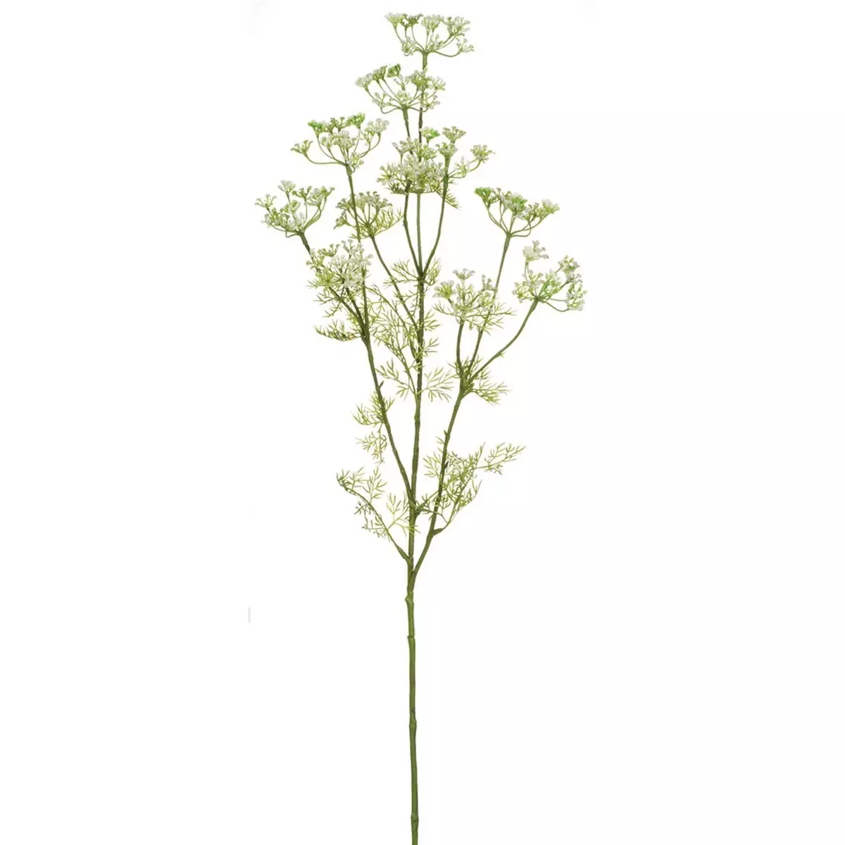 Queen Anne's Lace