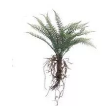 Small Fern With Exposed Roots