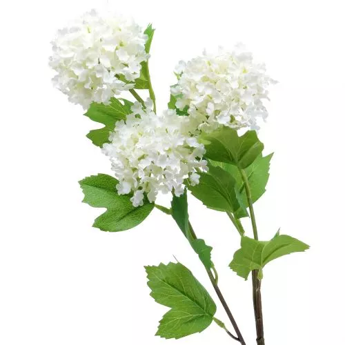 Snowball Viburnum Branch