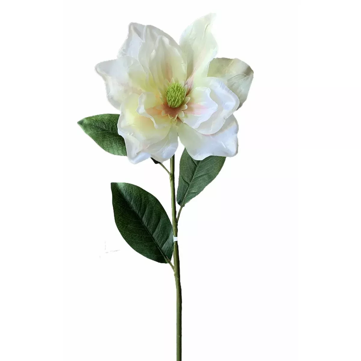 White Magnolia Stem