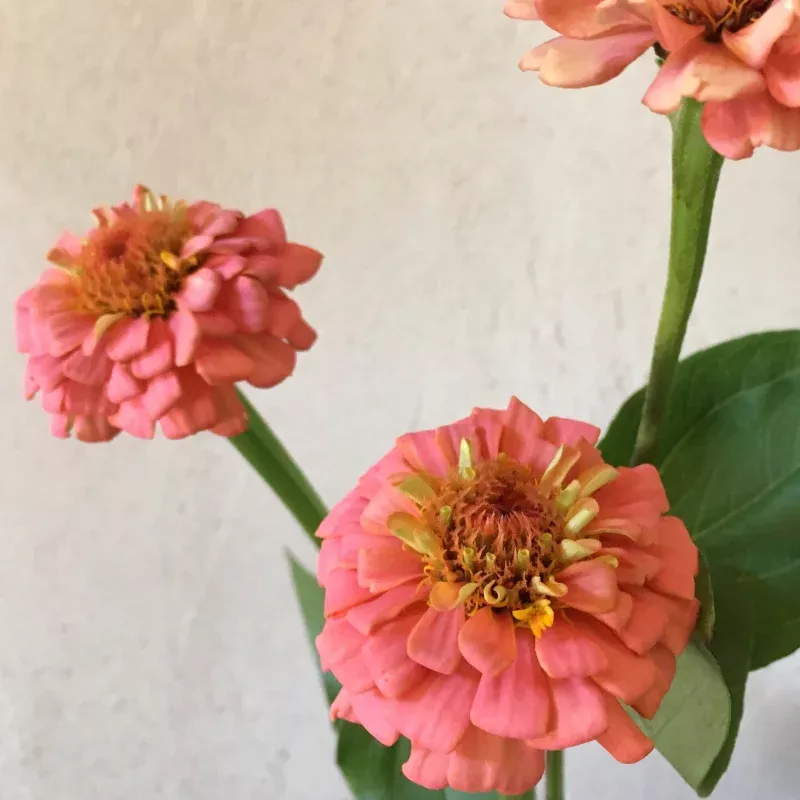 Zinnia 'Oklahoma Salmon' Seeds